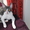 корниш-рекс котята !!! #596051