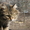 Отдам квартирную кошку #595555