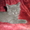 котята шотланские вислоухие #592176