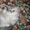 котята перс-шиншилла #600026