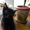 Котята cрочно в хорошие руки #620390