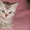 Британские шикарные котята недорого #608523