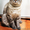 Котята в хорошие руки! #649250