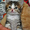 Котятам нужны хозяева  #701174