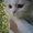 шотландские котята прямоухие и вислоухие #679708