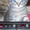 котьонок                                                                         #704974