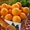 Апельсины грейпфруты Мандарины #801200