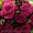 саженцы роз,  кусты роз,  посадочный материал для теплиц. #871231