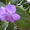 Продам Ruellia caroliniensis #877992