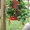 Выращивание клубники в контейнерах Strawberry Planter #904969