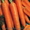 Продам Морковь Шантоне оптом  #938949