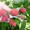 Продам саженцы малины крупноплодной,  деревовидной,  Запорожская обл. #954047