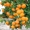 Мандарин,  апельсин плодоносящий,  комнатный саженцы Кировоград. #980050
