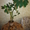 Продам Эуфорбию - Молочай беложильчатый. Взрослое растение высотой 1 метр #1117620
