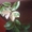 Вариегатный каламондин (Citrofortunella microcarpa) #1127124
