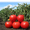 Семена томата KS 829 F1 фирмы Китано #1279035
