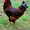 Суточные цыплята кур Род-Айланд #1387478