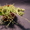 Продам Mammillaria gracilis #877510