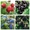 Саджанці малини,  смородини,  ожини,  журавлини,  лохини продаж оптом і вроздріб по  #1494138