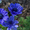 саженцы,  растения,  деревья,  цветы,  посадочный материал (опт от 1000 гр #1495599