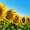 Посівний матеріал соняшника під гранстар НЕО(108-110дн) БОНД(105-110дн) #1509906