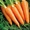 Морковь товарная  #1509197