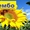 Пропонуємо насіння соняшнику Рембо  #1520675