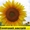 Соняшникове насіння гібриду  – «Сонячний настрій» #1513765