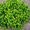 Продам саженцы Барбариса и много других растений (опт от 1000 грн) #1562550