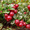 Продам саженцы Брусники и много других растений (опт от 1000 грн) #1562584