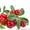 Продам саженцы Клюквы - Вашингтон и много других растений (опт от 1000 грн) #1562980