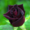 Саженцы розы Блек Баккара #1610848