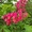 Красный каштан Aesculus carnea – парк за неделю! #1633355