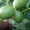 Саджанці грецького горіха гроздевого плодоношения #1668623