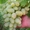 Саженцы винограда Гордей #1698524