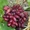 Саженцы винограда Изюминка #1698596