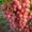 Саженцы винограда Изумление #1698558