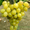 Саженцы винограда Озон #1698526
