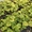 108 x WASABI PLANTS sadzonki sushi plant pflanze japan farm #1701338