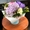 Цветы с доставкой по Украине: розы,  тюльпаны,  сборные и экзотические букеты #1736766