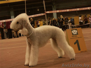 Щенки бедлингтон-терьера #234385