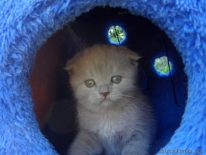 Вислоушки. #553725