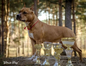 Перспективние щенки  Американского Стаффордширского Терьера. #196660