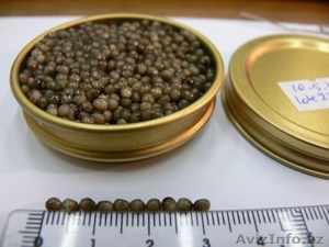 икра осетровой рыбы #128468