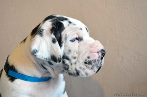 Мраморные щенки немецкого дога  Челябинск #525439