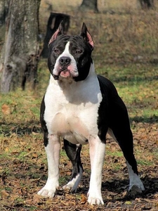 щенки ам.стаффа #20300