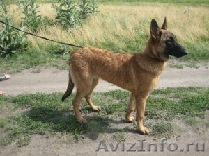 щенки бельгийской овчарки малинуа #582314