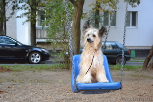 Китайской хохлатой пуховые девочки от ИнтерЧемпиона.. #883810