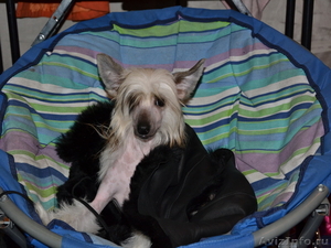 Китайской хохлатой  мальчики от Интер Чемпиона. #746776