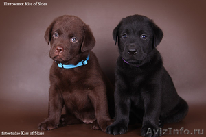 Щенки лабрадора породные. Питомник Kiss of Skies #66405